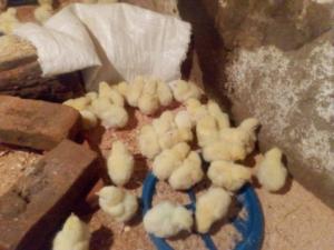 29216462057453741154728928617877895024767299n